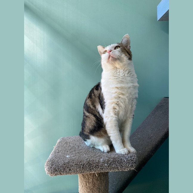 Photo of Benji