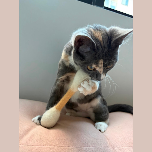 Photo of Petal