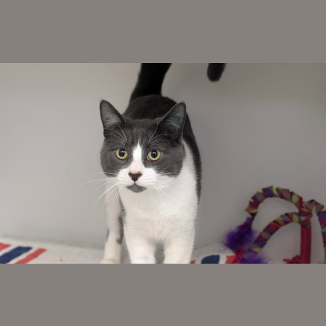 Photo of Binx