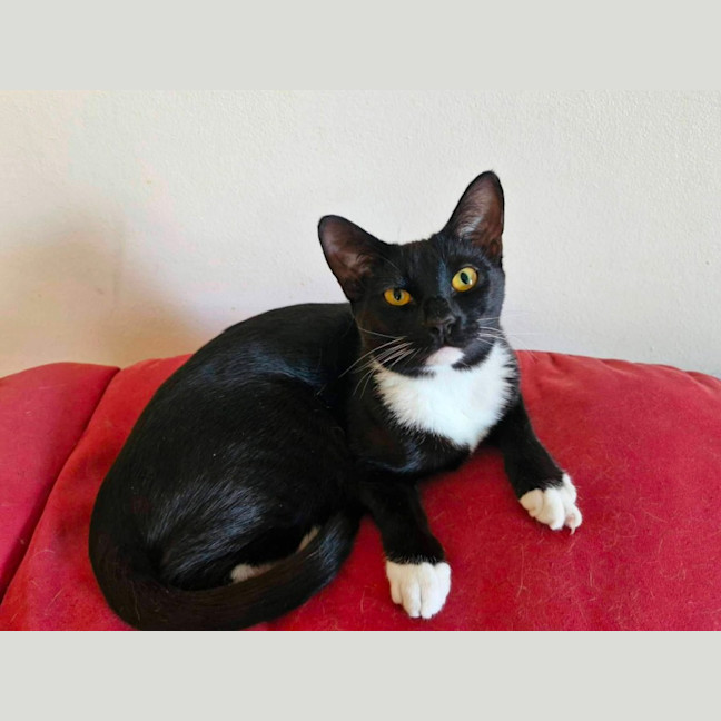 Photo of Archie
