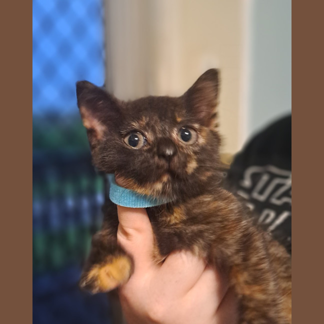 Photo of Ember (K44)