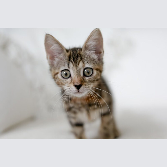 Photo of Nutmeg