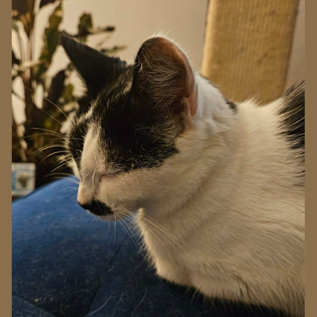 Photo of Oreo