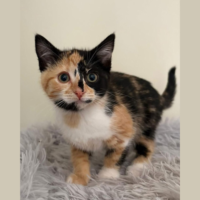 Photo of Miss Maples