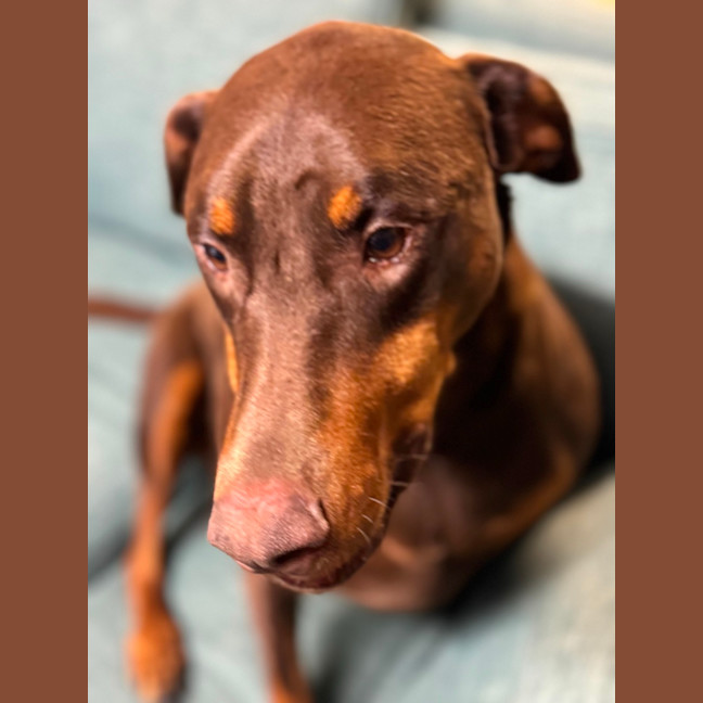 Photo of Ms B Von Dobermann
