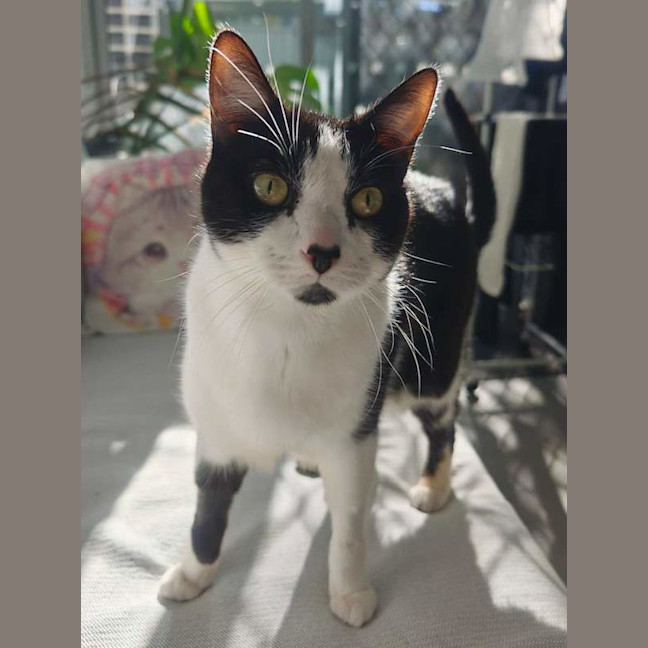 Photo of Pao