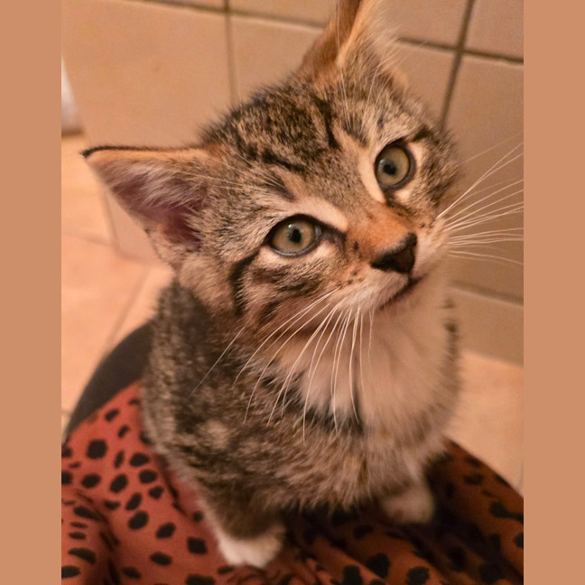 Photo of Nova
