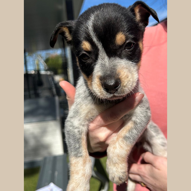 Photo of D1151 Nellie