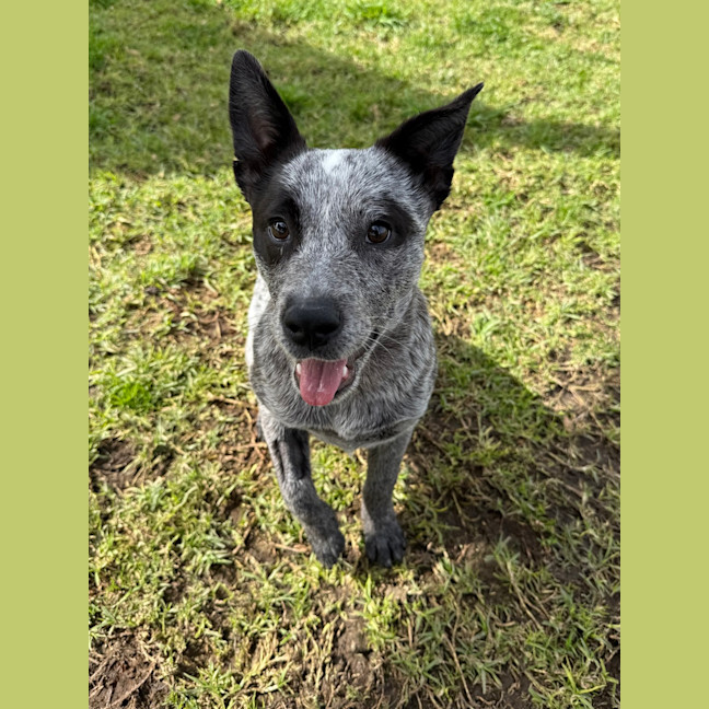 Photo of Luna