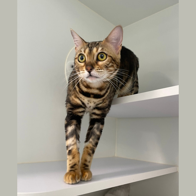 Photo of Tikka Meowsala