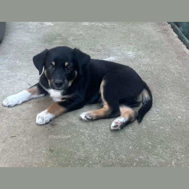 Photo of The Hawaiian Boys!