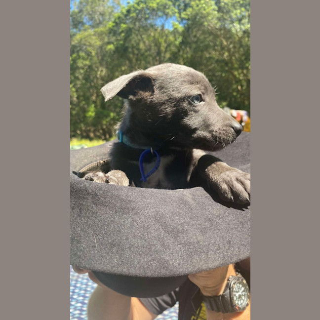 Photo of Salt   8 Week Old Kelpie X (Hold)