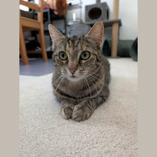 Photo of Hazel   In Foster Care In Brunswick East