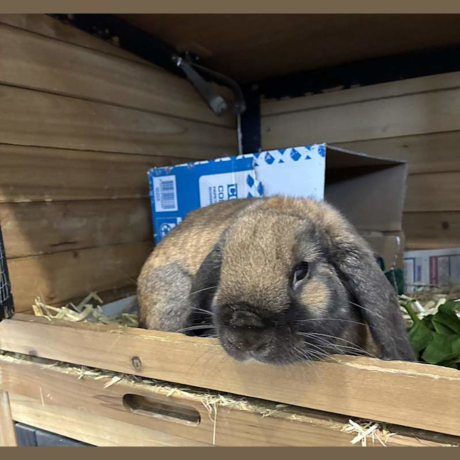 Photo of Toffee