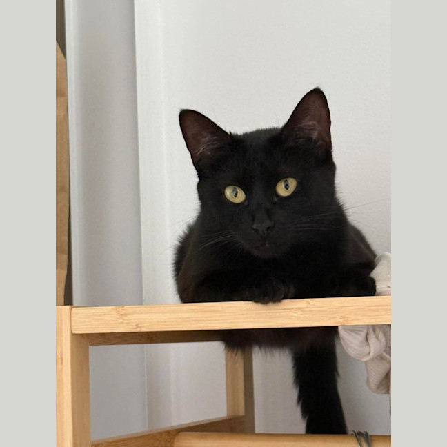Photo of Luna