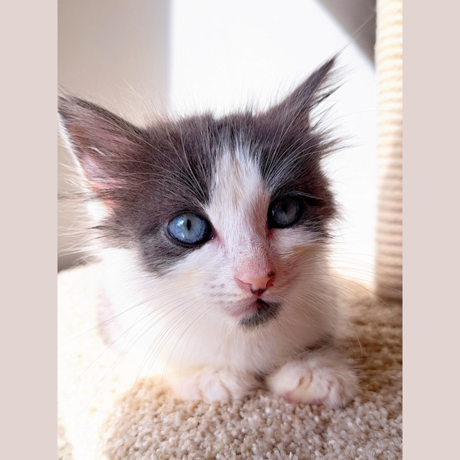 Photo of C1447 Silvester