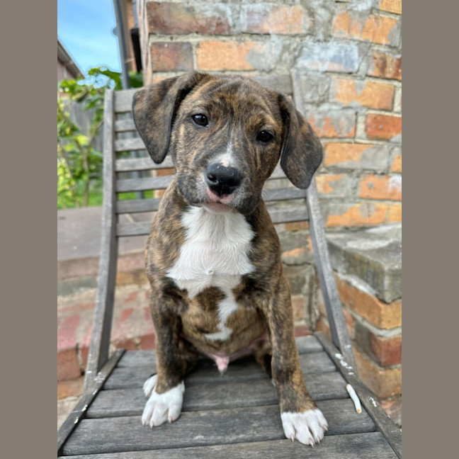 Photo of Bender B Rodriguez