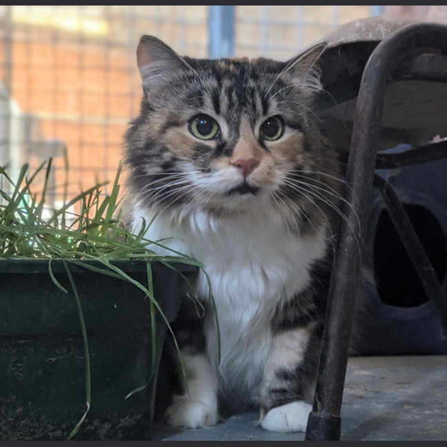 Photo of Tangelo