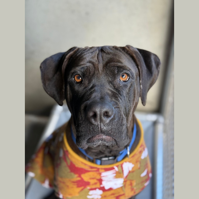 Photo of Athena