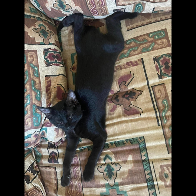 Photo of Purretha Franklin