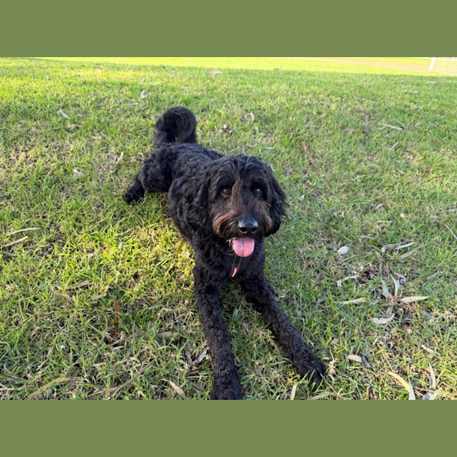 Photo of Bodhi Quinnell