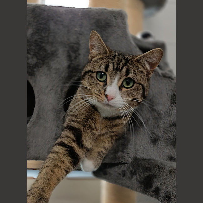 Photo of Bramble