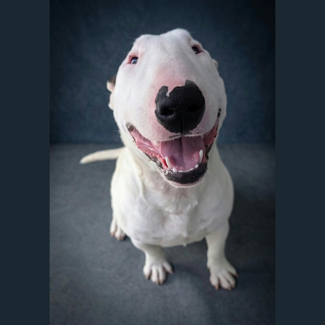 Photo of Loki