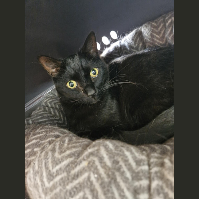 Photo of Sirius Black