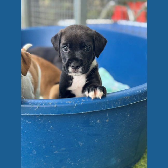 Photo of D1207 Melon