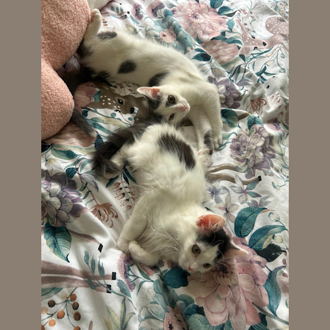 Photo of Rumi And Mira