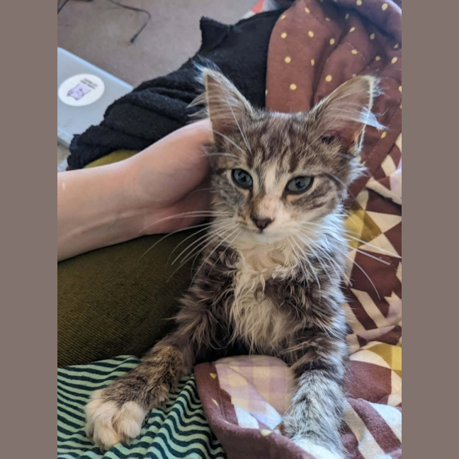 Photo of Teddy   In Foster Care In Thornbury