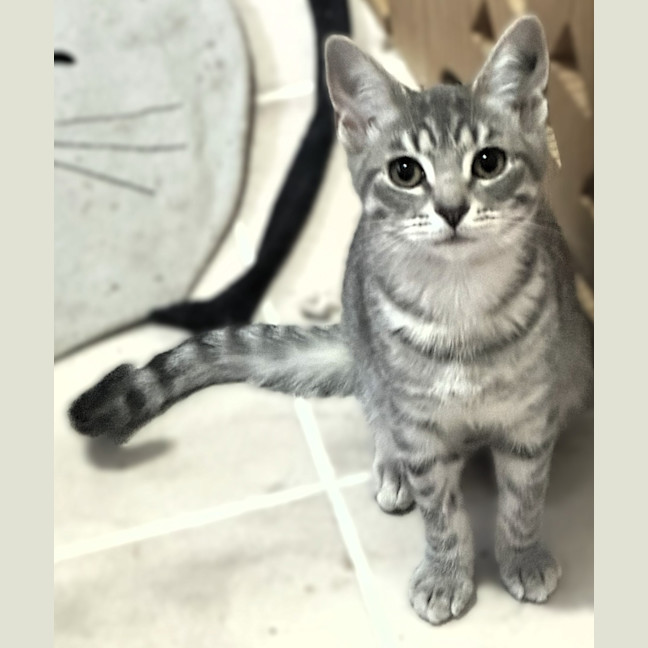 Photo of Sid *9 Lives Project Rescue*