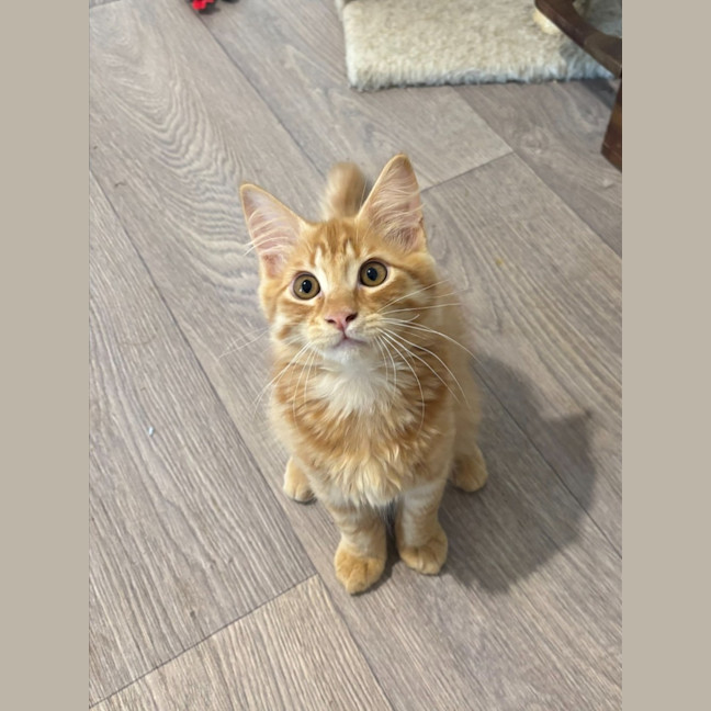 Photo of Leonardo 
