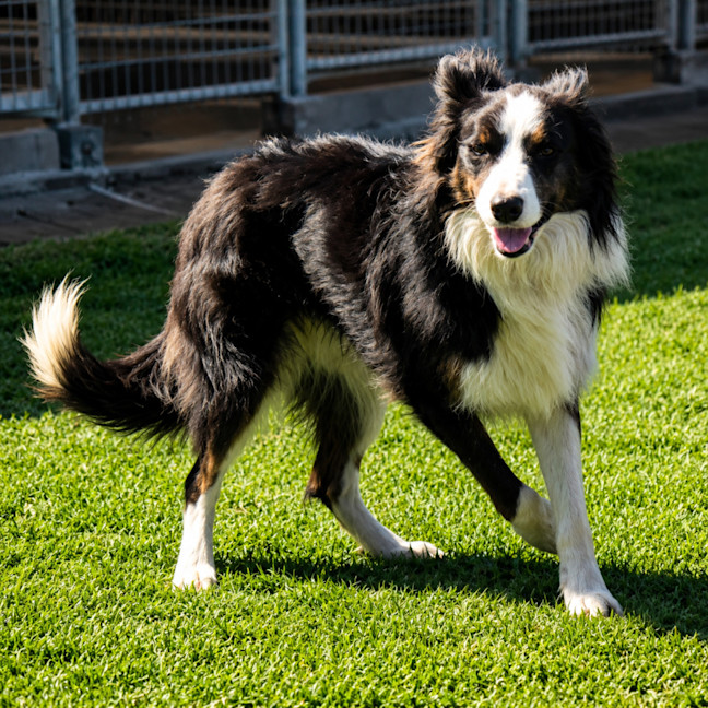 Photo of Bailey