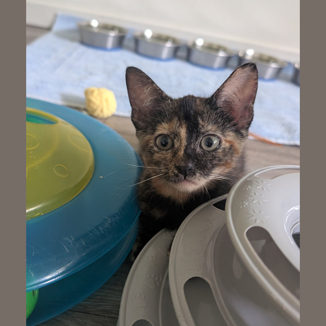 Photo of Peanut Butter And Chocolate