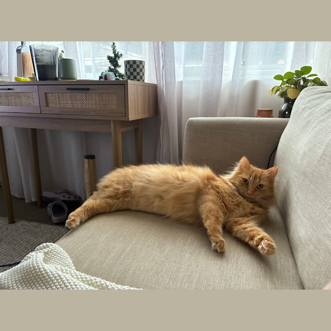 Photo of Juno