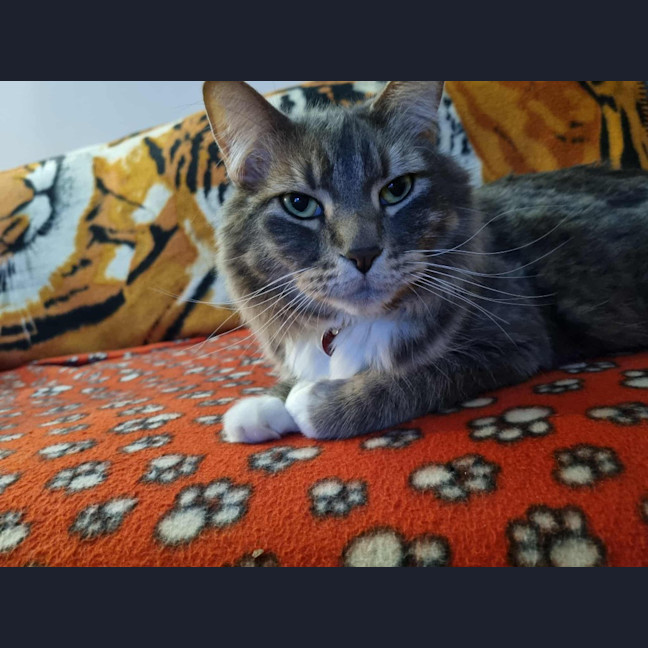 Photo of Cosmo