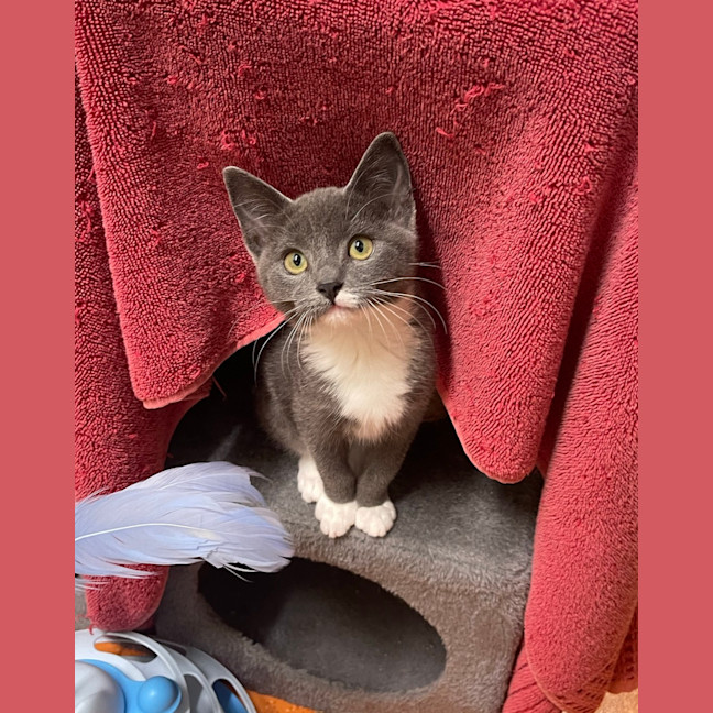 Photo of Misty