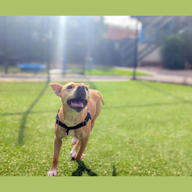Photo of Lulu