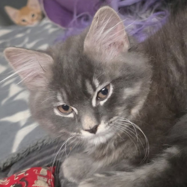 Photo of Lewis Paw Milton