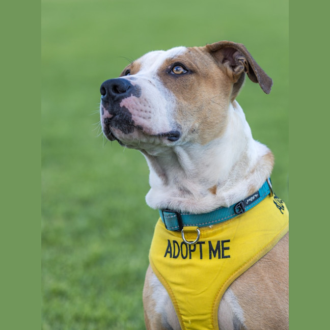 Photo of Bolt