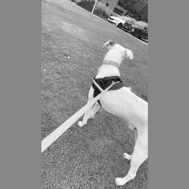 Photo of Arlo