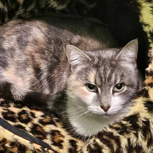 Photo of June Bug
