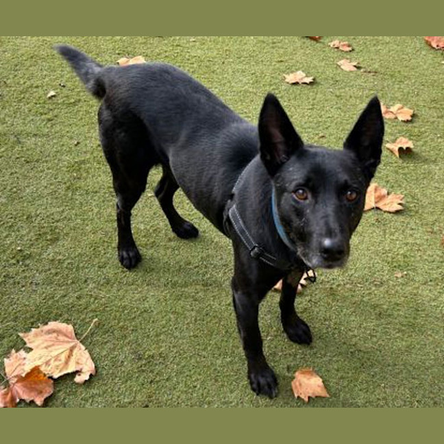 Photo of Buddy