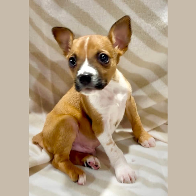 Photo of Pancake
