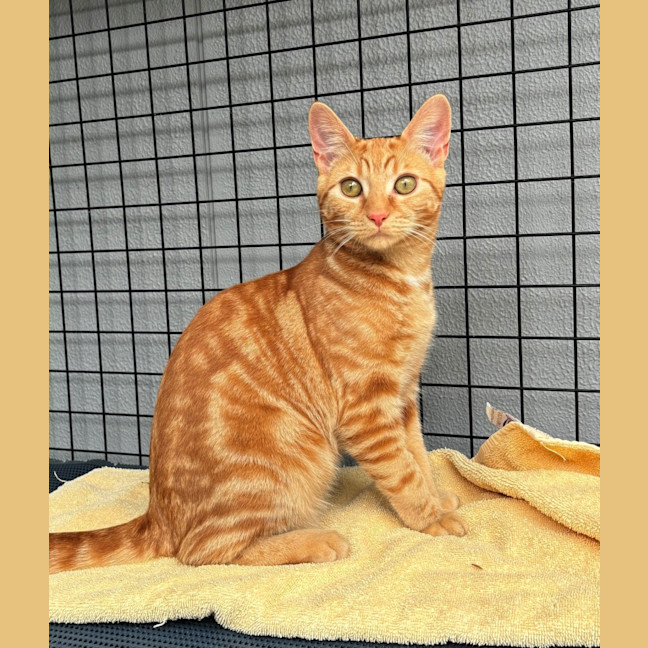 Photo of Carrot Stk012516