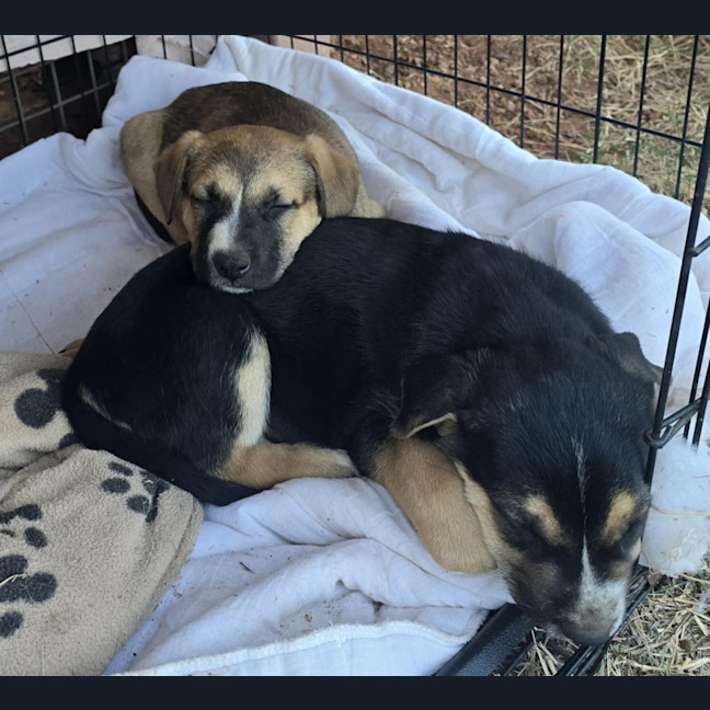 Photo of Joe Goldberg