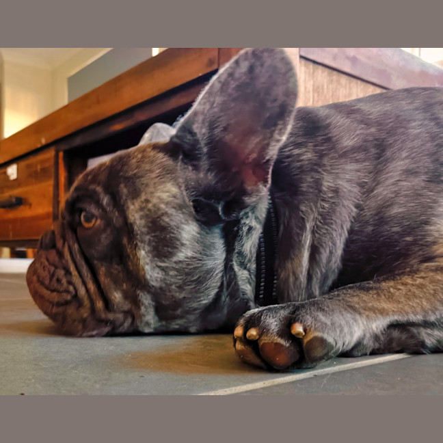 Photo of Douglas   2 Year Old French Bulldog X Pug