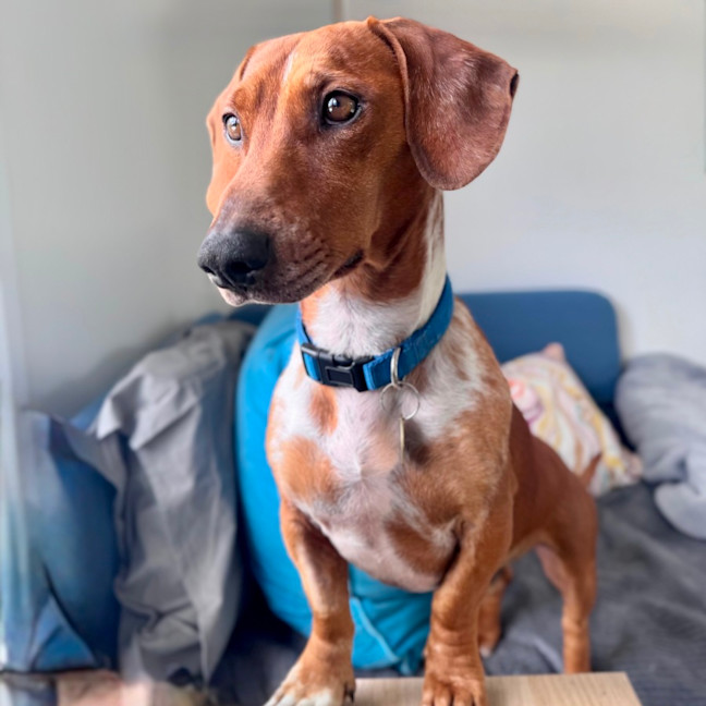 Photo of Snickerdoodle