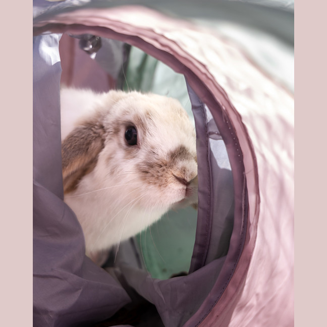 Photo of Aries